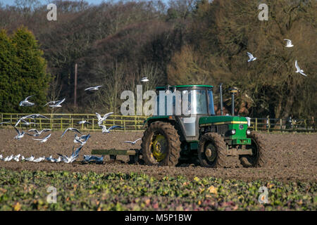 Un tracteur John Deere 26750 labourant un champ recouvert de gel à Tarleton, dans le Lancashire, tôt le matin. Alimentation en effort à tête noire dans leur poursuite de la machine labourant un sol gelé durci par de récentes gelées. Le gel s'est transformé dans le sol dit être bon pour lui. Crédit : MediaWorldImages/AlamyLiveNews. Banque D'Images