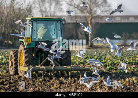 Tarleton, Lancashire, UK Weather. 25 Février, 2018. Pour démarrage à froid de la journée. Un tracteur laboure un champ couvert de gel en début de matinée. Mouette l'alimentation lors de leur poursuite de la machine de labourer le sol gelé est nettement renforcée par des gelées. Tourné au gel dans le sol serait bon pour elle. /AlamyLiveNews MediaWorldImages : crédit. Banque D'Images