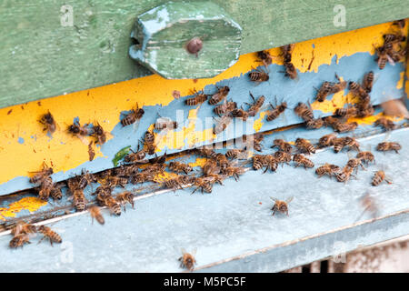 Les ruches en bois peint avec des abeilles à miel Banque D'Images