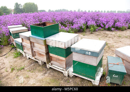 Les ruches en bois peint avec des abeilles à miel Banque D'Images