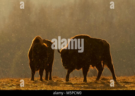 Deux bisons mâles en silhouette, photographiés contre le lever du soleil, lumière, pendant une tempête. Banque D'Images