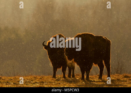 Deux bisons mâles en silhouette, photographiés contre le lever du soleil, lumière, pendant une tempête. Banque D'Images