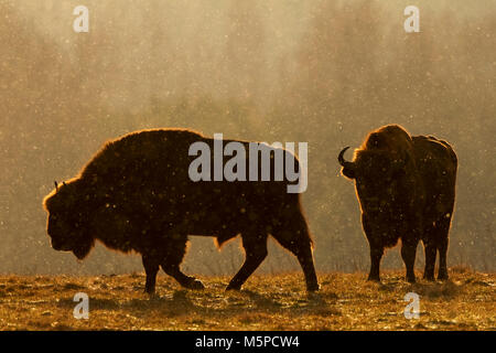 Deux bisons mâles en silhouette, photographiés contre le lever du soleil, lumière, pendant une tempête. Banque D'Images