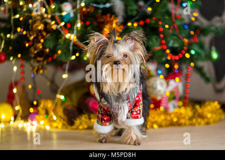 Chien Yorkshire Terrier dans un costume à carreaux se repose sur un arbre de Noël fond garland Banque D'Images