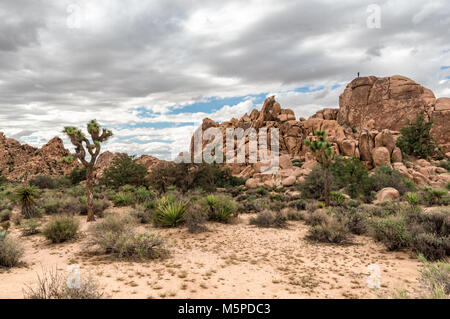 Hidden Valley, le parc national Joshua Tree, California, USA Banque D'Images