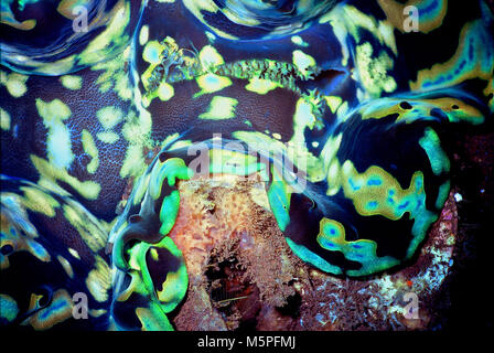 Cela montre les tissus d'un bénitier (Tridacna gigas). L'espèce peut atteindre un mètre de longueur, pèse 200 kilos et vivre pendant 100 ans. L'image montre la structure formée par multi-couleur des colonies de dinoflagellés monocellulaires algues symbiotiques dans le manteau du mollusque. En échange d'un endroit sûr où vivre, les algues fournissent la palourde avec des sucres par la photosynthèse. Malheureusement, les bénitiers sont plus rares, en raison des effets du réchauffement climatique et de la pollution - et parce que leur viande est très recherché par les humains. La Liste rouge de l'UICN indique qu'il est vulnérable. Bali, Indonésie. Banque D'Images