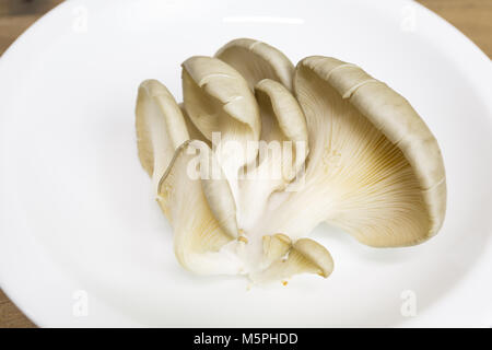 Pleurote (Pleurotus ostreatus) en plaque blanche sur fond de bois Banque D'Images