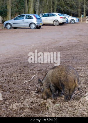 Les sangliers EN FORÊT DE DEAN AU PARKING. Les ANIMAUX SONT UTILISÉS POUR LES ÊTRES HUMAINS. Le Gloucestershire, Angleterre, Royaume-Uni Banque D'Images