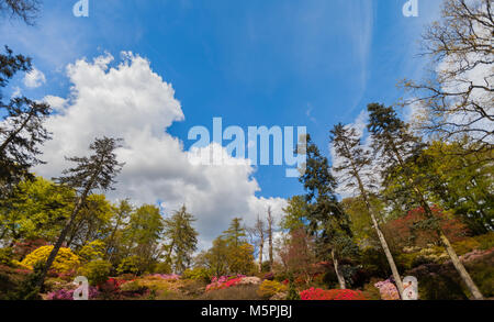 Vue panoramique de rododendrons en fleurs dans un parc avec un ciel nuageux dans l'arrière-plan, Virginia Waters Park, Londres, UK Banque D'Images