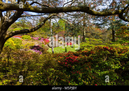 Blooming rododendrons entouré d'arbres dans un parc avec un ciel nuageux dans l'arrière-plan, Virginia Waters Park, Londres, UK Banque D'Images