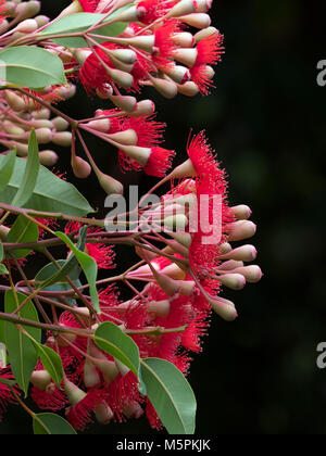 Floraison rouge gum Corymbia ficifolia jardin botanique de Melbourne Banque D'Images