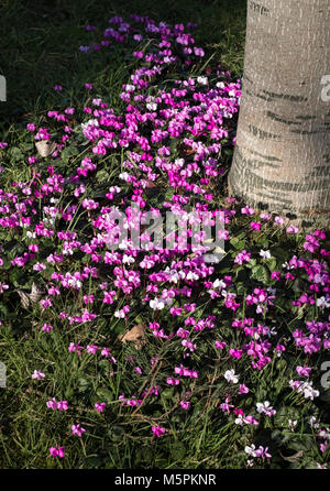 Cyclamen coum avec fleurs roses et blanches à la fin de l'hiver, février, England, UK Banque D'Images