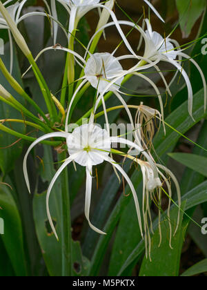 White spider lily flower Crinum asiaticum le nord de la Thaïlande Banque D'Images