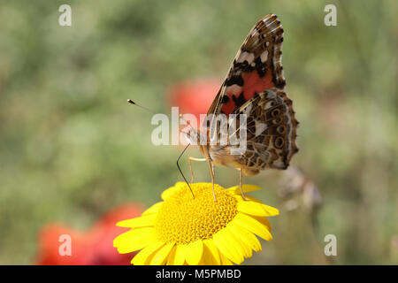 Vanessa cardui, la belle dame de boire le nectar des fleurs jaunes Banque D'Images