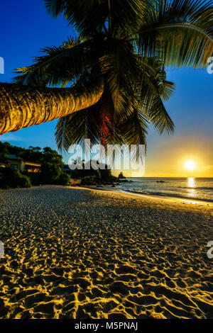 Incroyable coucher du soleil romantique au paradis, un palmier, du sable doré et le bleu de l'eau sur la plage des Seychelles anse soleil Banque D'Images