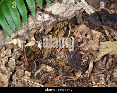 Grenouille du Nord à pattes rouges (Rana aurora) dans une forêt du nord-ouest du Pacifique Banque D'Images