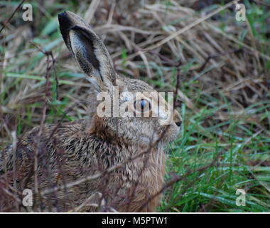 Lièvre brun assis adultes dans la longue herbe, uk wildlife Banque D'Images