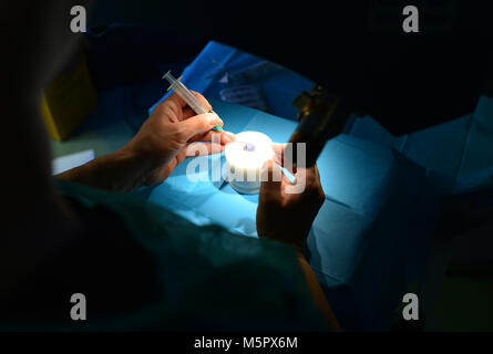 Laser chirurgie cornéenne médecin pratiquant sur un cochon eye Banque D'Images