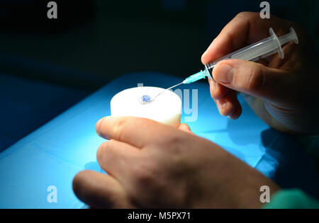 Laser chirurgie cornéenne médecin pratiquant sur un cochon eye Banque D'Images
