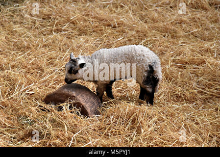 , L'agriculture une nouvelle agneau né, un Saddleback Sow avec elle les porcelets nouveaux-nés, et les poussins nouvellement éclos sous une lampe. Banque D'Images