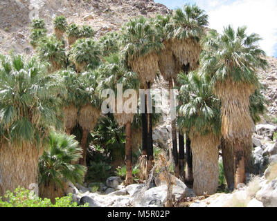 Palms Oasis ; Twentynine Palms, CA . Situé sur la frontière nord du parc, 49 Palms Oasis peut être atteint par un 1,5 mile (2.4km) trail. Banque D'Images