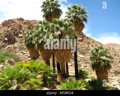 Palms Oasis ; Twentynine Palms, CA . Situé sur la frontière nord du parc, 49 Palms Oasis peut être atteint par un 1,5 mile (2.4km) trail. Banque D'Images