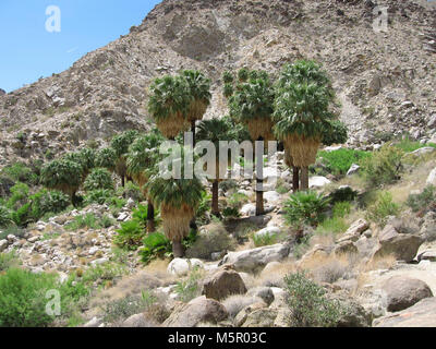 Palms Oasis ; Twentynine Palms, CA . Situé sur la frontière nord du parc, 49 Palms Oasis peut être atteint par un 1,5 mile (2.4km) trail. Banque D'Images