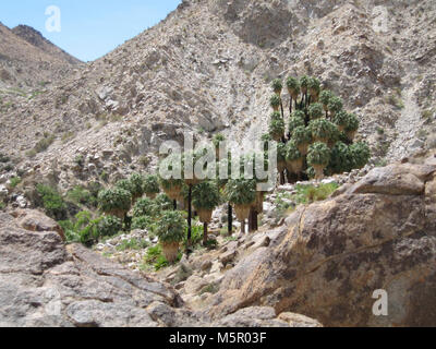 Palms Oasis ; Twentynine Palms, CA . Situé sur la frontière nord du parc, 49 Palms Oasis peut être atteint par un 1,5 mile (2.4km) trail. Banque D'Images