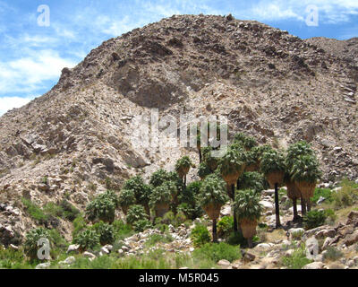 Palms Oasis ; Twentynine Palms, CA . Situé sur la frontière nord du parc, 49 Palms Oasis peut être atteint par un 1,5 mile (2.4km) trail. Banque D'Images