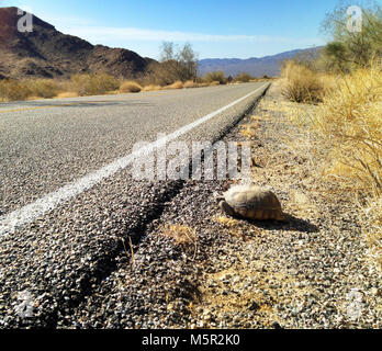 La tortue du désert (Gopherus agassizii) traverser la route . Banque D'Images