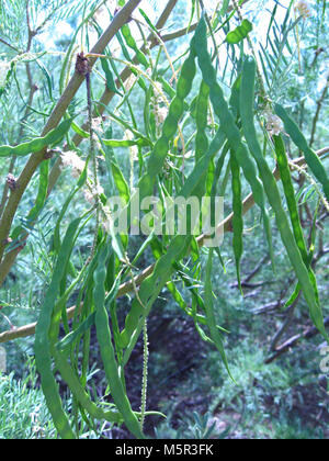 Le miel Mesquite (Prosopis glandulosa) haricots ; Oasis de Mara . Banque D'Images