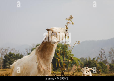 Chèvre mange de l'herbe dans le domaine du Népal Banque D'Images