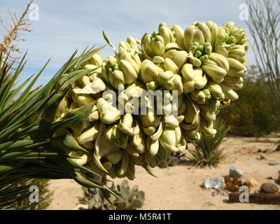 Joshua tree (Yucca brevifolia) ; fleurs Twentynine Palms, California . Banque D'Images
