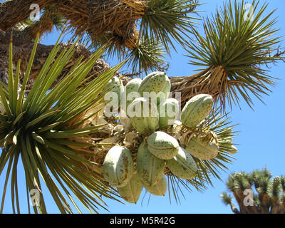 Joshua tree (Yucca brevifolia) fruit ; Stubbe Springs Trail . Banque D'Images