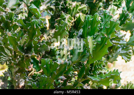 Photo de cactus avec spike Banque D'Images