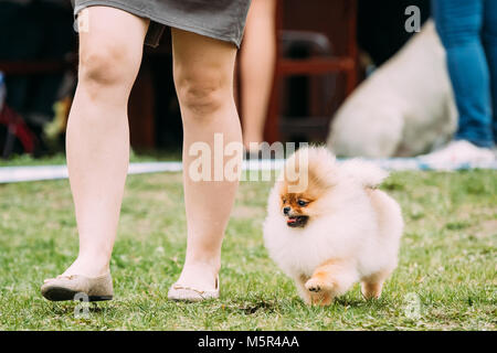 Drôles de Petits Spitz Pomeranian rouge chien qui court près de femme dans l'herbe verte au cours de la formation. Banque D'Images