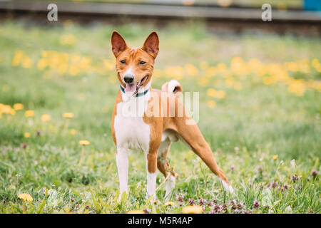 Kongo Basenji chien terrier. Le Basenji est une race de chien de chasse. Elle a été cultivée à partir du stock qui a pris naissance en Afrique centrale. Smiling Dog. Banque D'Images