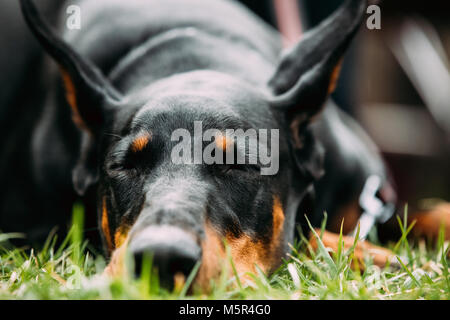 Jeunes, beaux, Doberman noir et feu se reposant dans l'herbe verte. Dobermann est une race connue pour être intelligent, alerte, et fidèles chiens de compagnie. Banque D'Images