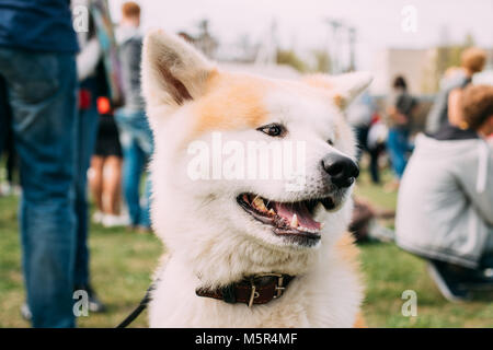 Fermer la vue de chien Akita ou Akita Inu, Akita japonais à l'extérieur. Smiling Dog. Banque D'Images