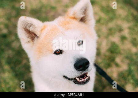 Fermer la vue de chien Akita ou Akita Inu, Akita japonais à l'extérieur. Smiling Dog. Banque D'Images