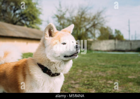 Chien Akita ou Akita Inu, Akita japonais à l'extérieur. Close Up Portrait Banque D'Images