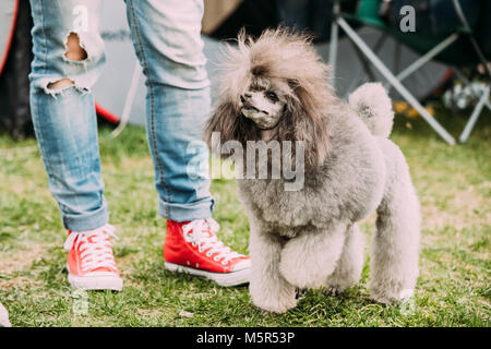Caniche gris femme debout près de pieds dans l'herbe verte. Banque D'Images