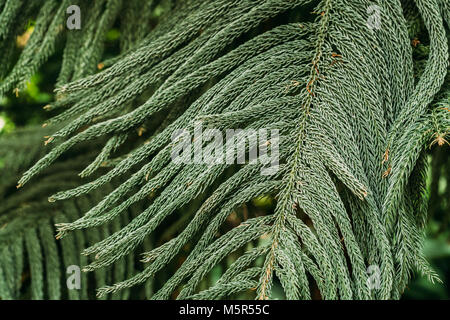 Araucaria heterophylla au Jardin Botanique. Banque D'Images