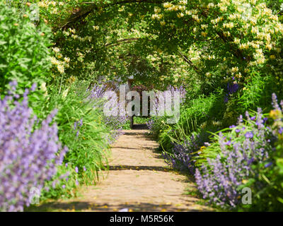 Arches chèvrefeuille sur un chemin de jardin sur une journée ensoleillée dans un jardin de campagne anglaise, au Royaume-Uni. Banque D'Images