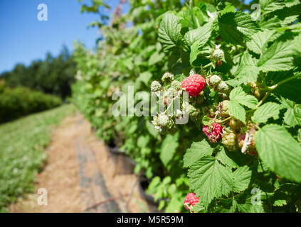 Les framboises qui poussent sur les cannes de framboise dans une cueillir vos propres fruits ferme dans la campagne anglaise, au Royaume-Uni. Banque D'Images