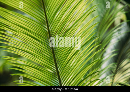 Feuilles vertes de Cycas revoluta dans jardin botanique. Banque D'Images