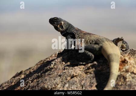 Common Chuckwalla mâle . Banque D'Images