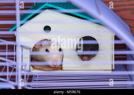 Les rats dans une cage. Les rats sont assis dans la maison collage hors de leurs visages. Soft focus Banque D'Images