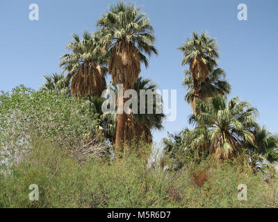 Oasis de Mara ; Twentynine Palms, CA . Situé à où l'eau souterraine permet de défaut Pinto pour atteindre la surface, l'Oasis de Mara soutient un dense rassemblement de la vie dans le désert aride. Banque D'Images