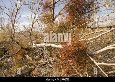 Oasis de Mara ; Twentynine Palms, CA . Situé à où l'eau souterraine permet de défaut Pinto pour atteindre la surface, l'Oasis de Mara soutient un dense rassemblement de la vie dans le désert aride. Banque D'Images